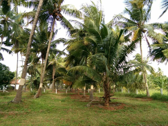 coconut farm | RealEstate