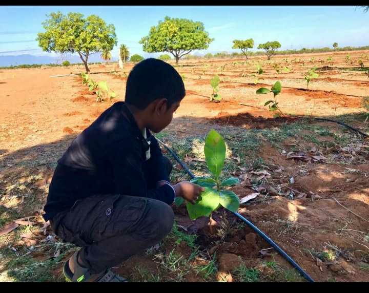 organic teak farm | RealEstate