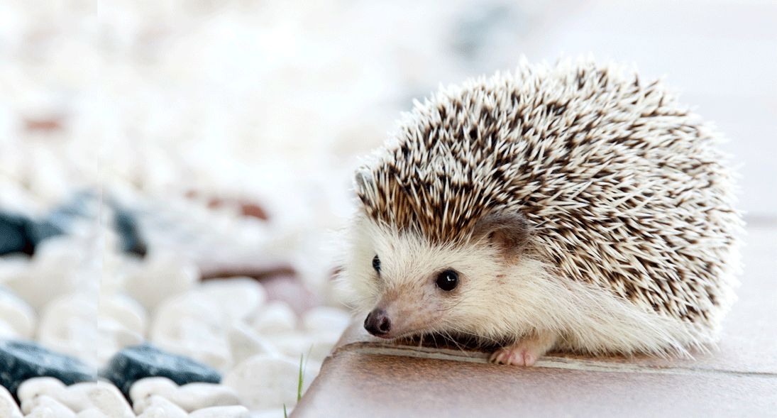 Different Types of Hedgehog Personalities | HedgyLife