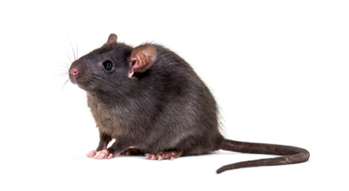 Best Rodents Control Melbourne | Rodent Removal Services