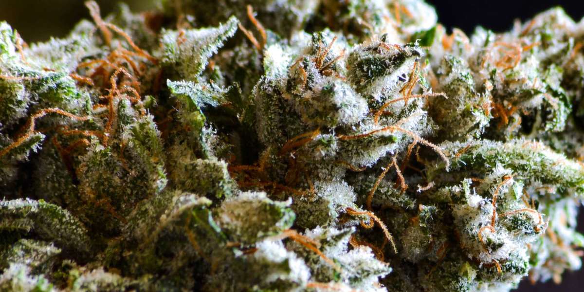The Strongest Sativa Strains: A Guide to the Most Potent Uplifting Varieties