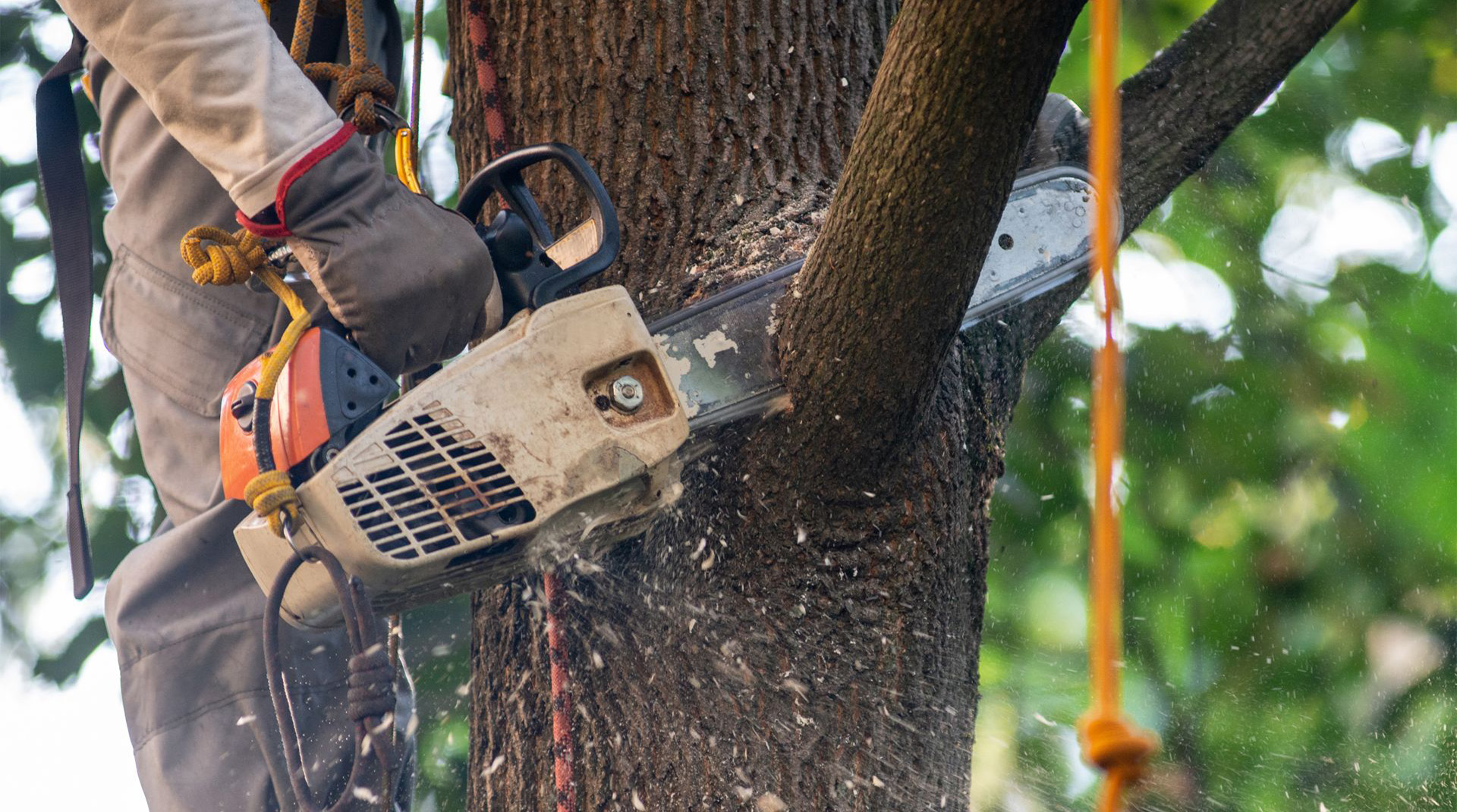 Hedge Removal - Edward Payne & Co