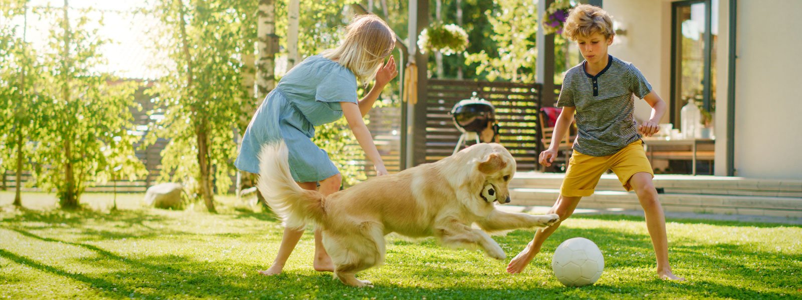 Retrievador Puppies for Sale Melbourne