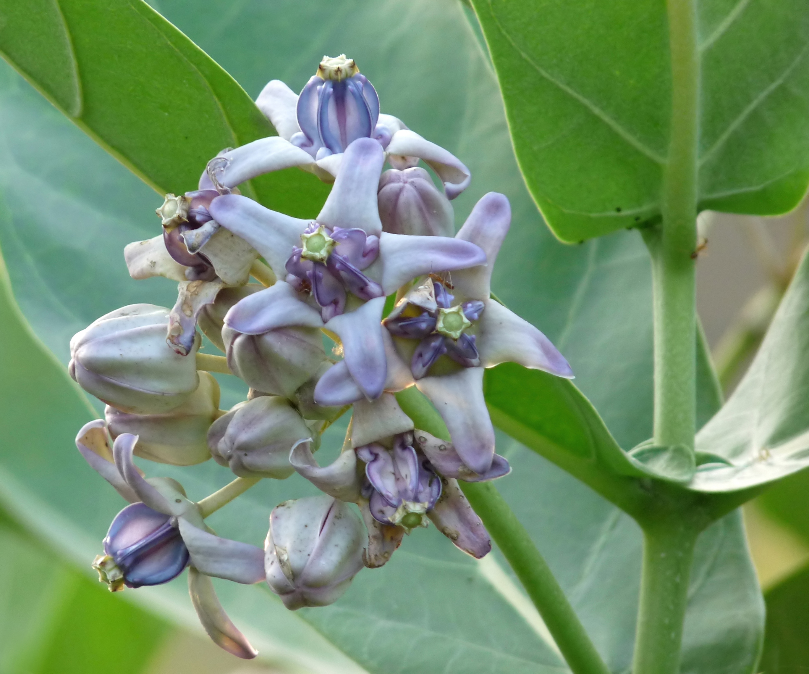 Calotropis gigantea plant buy online | Erikalam flower online