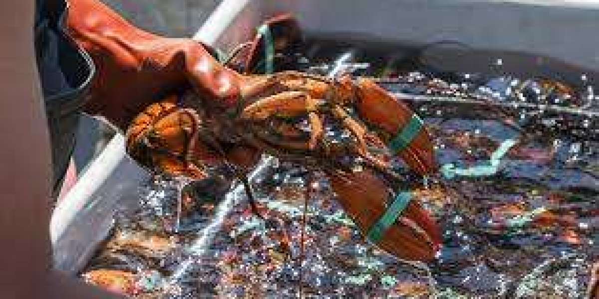 Global Lobster Market And Global Forecast Report 2024-2032