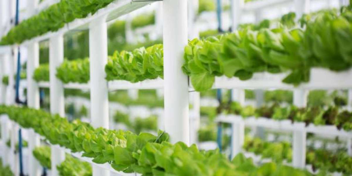 GCC Hydroponic Market Size And Forecast Report 2024-2032