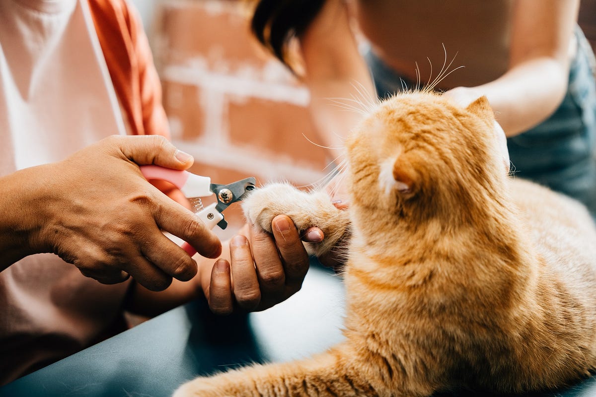 The Importance of Nail Trimming in Pet Grooming | by Pet Joy Nest | Oct, 2024 | Medium