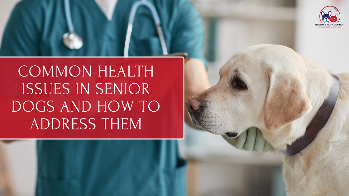 Common Health Issues in Senior Dogs and How to Manage Them