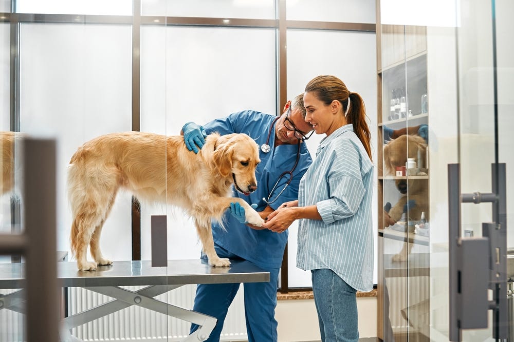 Signs Your Pet May Need Emergency Surgery and How to Act Quickly in South Calgary | by Silverado Veterinary Hospital | Nov, 2024 | Medium