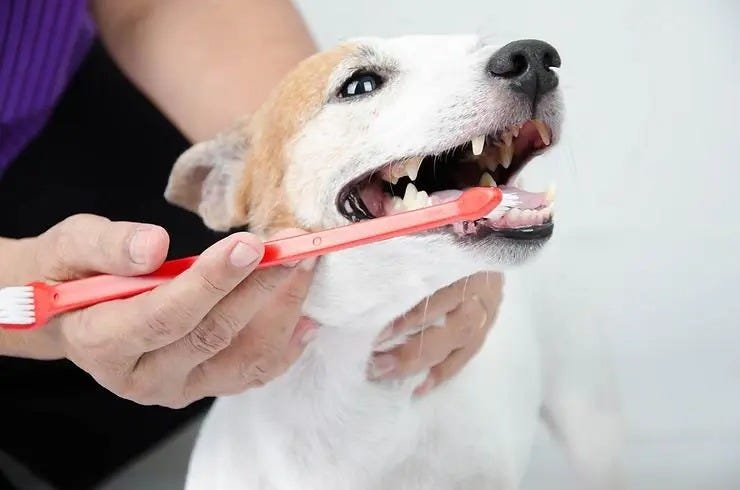 Finding Expert Pet Dental Care in South Calgary: What to Look For | by Silverado Veterinary Hospital | Dec, 2024 | Medium