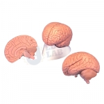Anatomical Models Manufacturer, Supplier & Exporter in India