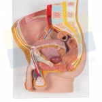 Anatomical Models Manufacturer, Supplier & Exporter
