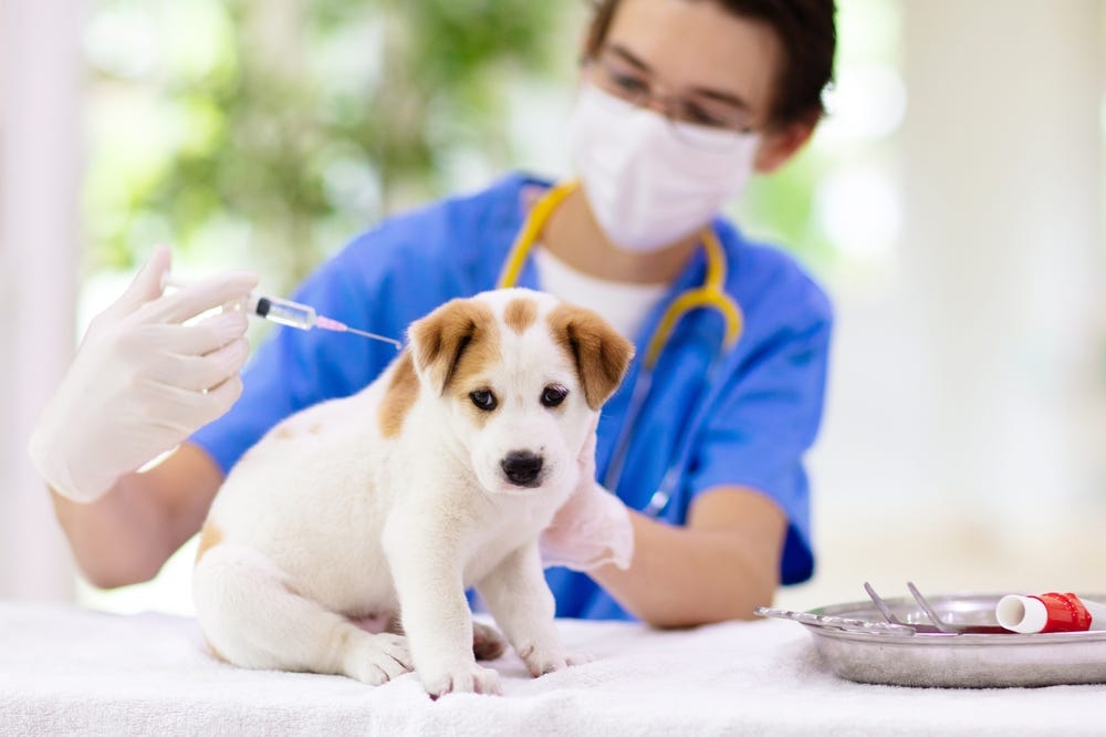 Vaccinating Your Pet: What Every Pet Parent Should Know | by Silverado Veterinary Hospital | Medium