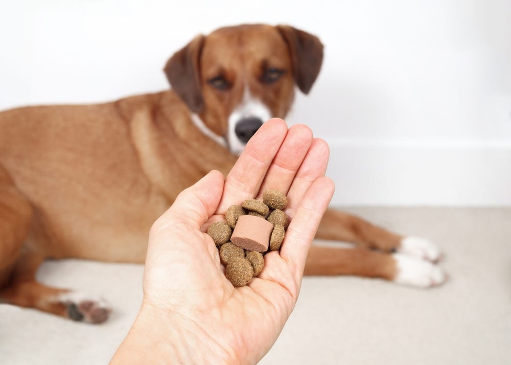 Safe and Effective Deworming Solutions for Your Dog in Canada | by Silverado Veterinary Hospital | Medium
