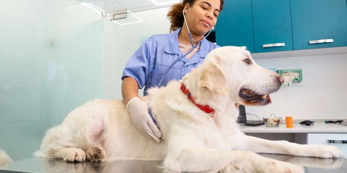 The Growing Popularity of Pet Grooming in Qatar