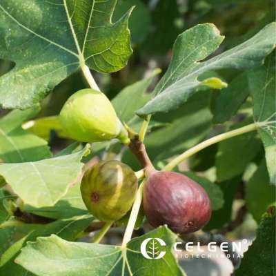 Chicago Hardy Fig Tissue Culture Plants - Ficus Carica Profile Picture