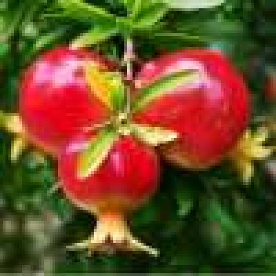 Order Bhagwa Pomegranate Tissue Culture Plants Online Now Profile Picture